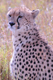Ghepardo al Masai Mara